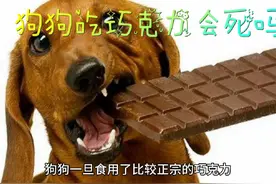 狗狗吃巧克力会死吗视频封面