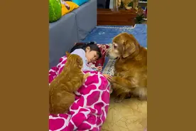 它们是能感受到你情绪变化的，妹妹感冒了头晕，所以人就蔫蔫的，它俩就在这看着小主，大包眼里都是心疼#金毛 #猫咪 #被小狗治愈的一万个瞬间 #小猫治愈世界