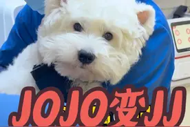 JOJO变JJ了 jojonono，爸爸想对你们说，若是先天遗传的问题我会尽全力帮你们弥补，从你们来到我身边的那一刻，照顾好你们就是我最大的责任和义务。 因为你们是我的"孩子"，是我的精神寄托，是我从未分开超过24小时的"命根子"。 我开始理解为什么有虔诚的信徒，开始理解双手合十的真正意义，原是内心里住着超越现实也想要守护的ta或ta们。 我这辈子的故事已注定是围绕着你们继续谱写，我真觉得，值了。#西高地jojo #西高地白梗视频封面