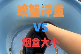 你是不是也好奇几两的螃蟹到底有多大？今天上电子秤实测净重