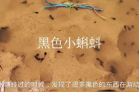 你们见过这种黑色小蝌蚪吗？#农村萌宠 #神奇的动物在抖音 #蝌蚪