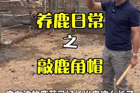为了能够正常采茸，所有不能自然掉落的鹿角帽都需要人工敲掉#梅花鹿养殖 #鹿 #知识科普