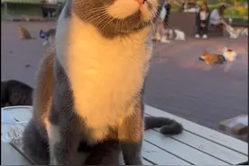 用4分钟记录了一只被主人丢出大街的残疾猫19个月的康复之路，最后不知不觉流下了欣慰的泪水#流浪猫救助 #明仔团队 #残疾猫站起来了视频封面