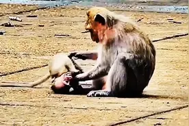 小猴子已经足够大了，猴妈马上会有新宝宝了，但是小猴子不愿离开