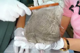 龙猫不掉毛 龙猫出生就有毛，一岁左右换胎毛，作为这么多毛的宠物来讲他真的算不掉毛的了#龙猫 #成都龙猫谷 #龙猫不掉毛 #龙猫换胎毛 #龙猫梳毛