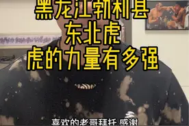 老虎的力量有多强，持续关注黑龙江野生东北虎事件#东北虎#老虎#猛兽#防身 #野生动物视频封面