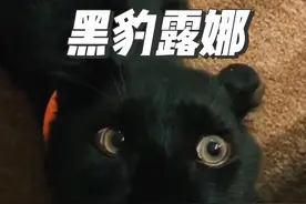 狗里狗气的黑豹露娜，小时候爹不疼妈不爱，却遇上了心软的神 #黑豹露娜 #豹子 #神奇动物在抖音 #野生动物零距离视频封面