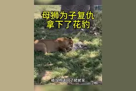花豹把小狮子当成狩猎目标，不料最终却为此付出了惨痛代价！ #花豹 #狮子 #内容启发搜索 #动物解说 #动物世界精彩片段视频封面