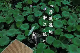 只要100多就能在西溪湿地坐摇橹船、赏荷花、才莲蓬！视频封面