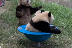 多一个转转碗就玩不出这种乐趣了😂#大熊猫莽辰辰 #大熊猫莽星星 #大熊猫奇宝 #国宝熊猫 #熊猫滚滚视频封面