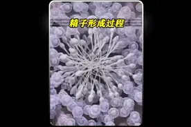 精子的形成过程，带你看人生曾经第一次比赛是如何成为胜利者的。视频封面