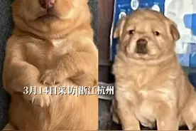 3月14日采访，浙江杭州。女生一直以为买的小狗是金毛，结果狗狗越长大越不对劲，“它到底是个什么品种啊”视频封面