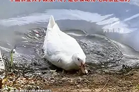 呼和浩特一公园鸭子集体“开荤” 连捕多只麻雀吃下震惊游客 游客: 没亲眼看见我是不会信的 中国农业大学教授: 鸭子是杂食动物 吃肉很正常的