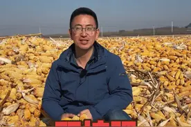 玉米施肥有了新选择， 双控复合肥，省劲高产，你应该选#新农人计划2024 #中国农民丰收节 @小白下乡记 @洋丰肥料直通车视频封面