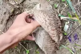 今天去地里干活看到一只鸡一样的鸟一动不动，于是我拨开看了看原来有小鸡。尊重自然法则不干预不打扰。#野生动物零距离 #真实户外