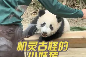 妹猪家祖孙三代，外婆菊笑最温和，妈妈萌萌有点脾气，妹猪最凶狠，一个比一个牛🐮#大熊猫妹猪 #长隆野生动物世界 #大熊猫萌萌 #大熊猫菊笑  音频来源萌帅酷直播间