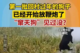 12月9日，湖北，第一批回村过年的狗子，已经开始放鞭炮了，“窜天狗”见过没？#第一批回村的狗在干什么 #这操作都看傻了 #意不意外 #这谁顶得住啊 #狗狗视频封面