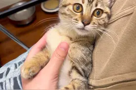 千万别被小猫身价骗了，买的起不等于养的起。买回家之后才是重点。还要用大量时间精力打扫和陪伴，真心喜爱才是最好的，养之前要三思，别冲动、别弃养！#捡了个猫 #狸花猫 #玩猫丧志