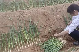 亩产万元的陕西大葱，是这样栽出来的，你见过吗