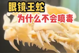 眼镜王蛇 为什么不会喷毒#眼镜王蛇 #毒牙视频封面