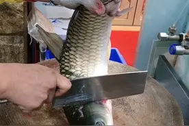 海鲩鱼生放血教程，作品仅供学习参考，如有做的不好，请多多理解与支持，谢谢！#感谢抖音我要上热门 #杀鱼技术 #顺德鱼生正确做法