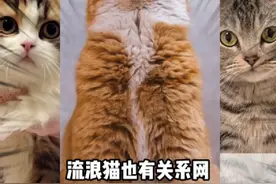 帮忙找猫三大组织，最后一个相当于江湖追杀令！#猫咪 #流浪猫视频封面