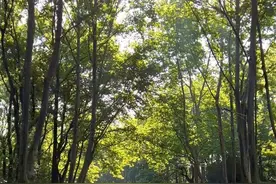 六月的夏天.视频封面