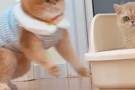 元宝:我的厕所不干净了。。 #话痨猫#我的大脸猫 #谁能拒绝傻憨憨的小猫咪 #当你有只戏精小猫视频封面