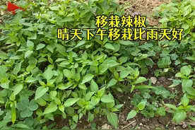 移栽辣椒！茄科尽量不要阿訇茬，晴天的下午移栽比阴雨天气好视频封面