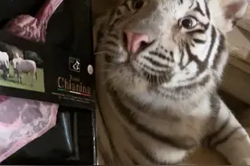 🦓：今天吃虎头那么大的战斧牛排（去骨切块版） #宫百万 #白虎