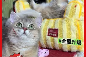 末日来临🔥小猫咪如何求生存‼️ #养猫经验分享 #创作者中心 #创作灵感 #船长和乔妹 #猫