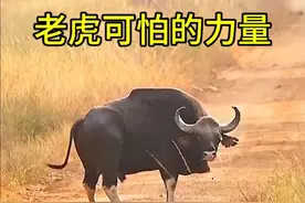 老虎的力量简直强的可怕！ #老虎 #白肢野牛 #动物世界看人生百态 #野生动物解说视频封面