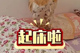 报恩公鸡叫主人起床🥰幸福满满 忙碌的大肉肉早上开启叫醒工作咯！#公鸡打鸣 #大公鸡肉肉 #宠物鸡 #报恩公鸡 #内容启发搜索 @DOU+小助手视频封面