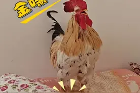 报恩公鸡叫主人起床🥰幸福满满 忙碌的大肉肉早上开启叫醒工作咯！#公鸡打鸣 #大公鸡肉肉 #宠物鸡 #报恩公鸡 #内容启发搜索 @DOU+小助手视频封面
