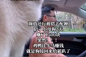 其实有些时候鸡鸭比牛马更累…#狗子成精了 #狗子的迷惑行为 #阿拉斯加