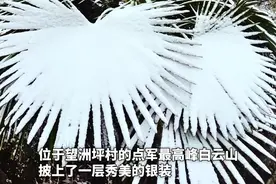 点军区土城乡迎来2024年冬天的第一场雪#宜昌 （记者 皮亚捷 通讯员 周晓雨）