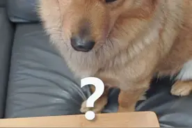 狗狗秒变“凡尔赛”……#把狗狗馋坏了 #萌宠出道计划 #狗狗上演笑容消失术视频封面