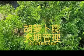 胡萝卜肉质根膨大期的管理#胡萝卜浇水追肥视频封面