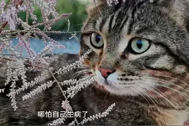 你家的狸花猫会抛弃你吗？#保护动物小知识 #近距离接触小动物视频封面
