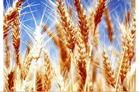 虚空的穗子 The Worthless Head of Grain