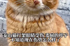 泰山橘猫打架受伤眼睛流着血，委屈的样子，不知现在伤势如何了。今天再次上山找大橘，看到伤口已经完全好了，泰山猫的生存和自愈能力超强。#泰山流浪猫小洞天#洞天福地泰山猫#泰山#这小猫谁养谁不迷糊啊 #救助流浪猫