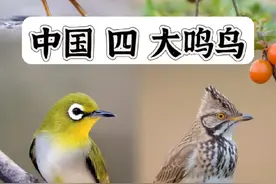 中国四大鸣鸟 #上热门 #保护野生动物 #鸟类 #神奇动物 #鸟叫声大全 @DOU+上热门 @DOU+小助手 分享大自然的好声音，聆听大自然的语言，放松心情，你最喜欢哪一只的叫声视频封面