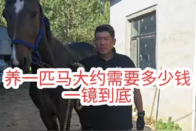养一匹马大约需要多少钱#原创作品 #养马日常 #养马 #不同马之间的差别还是挺大的 #马场日记视频封面