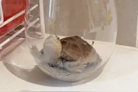 在家里开个迷你动物园是种什么样的体验？🐒 #宠物 #享受这悠闲时光视频封面