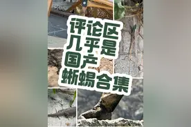 鉴定一下抖音评论区大伙投稿的各类蜥蜴（国产为主） 评论区里大伙个个都是人才啊，一盘点评论区发的蜥蜴，基本囊括了我国蜥蜴的半壁江山，保护野生动物，保护生态环境是真的有好处，不过我最近没遇到什么有意思的东西，感觉重复发内容差不多的视频还是不太有意思，我还是想作品里物种丰富一些，偶尔晚上会出门在门口小水沟捞罗非鱼，抵抗一下外来物种吧，可惜水沟里这两三年好像只有罗非鱼和食蚊鱼两种外来物种了，本人知识有限，而且国内的很多蜥蜴都基本处于只有野生状态一部分观察，属于动物园看不到，私人不能养的东西，资料并不多，所以简单认一认就已经是极限了#神奇动物在抖音 #科普一下