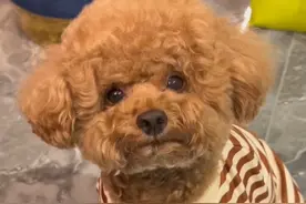 为什么狗狗是前世的缘分？ 为什么说狗狗是前世的缘分#狗狗 #萌宠 #新手养狗 #养狗人 #养狗小知识视频封面