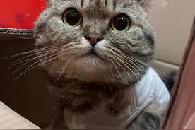 小猫咪被扔在电梯里太可怜了😭 #铲屎官疯了 #捡猫真实记录 #东芝玉兔 #东芝玉兔尽情贴贴#东芝白治愈之旅@东芝洗衣机旗舰店视频封面