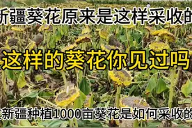 新疆1000亩葵花到底是怎么采收的，现场太震撼了