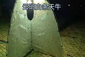 南方地区常见的大型天牛 很威武 很霸气#野生动物零距离 #户外视频封面