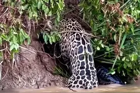 美洲豹狩猎鳄鱼 视频封面